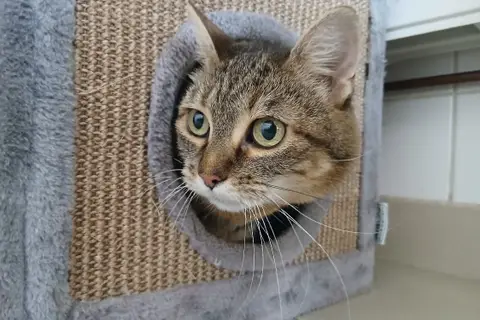 HERMINE