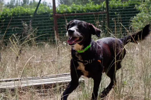 DENZEL photo 2