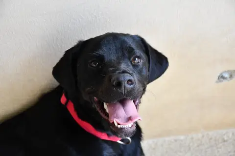 Bagheera