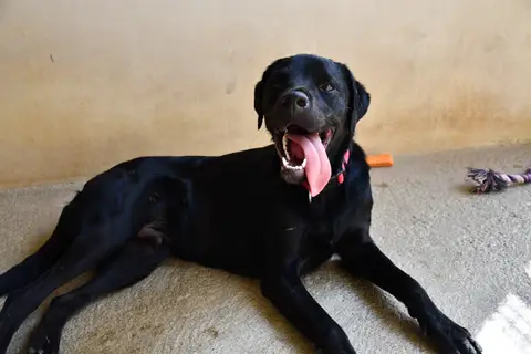 Bagheera photo 2
