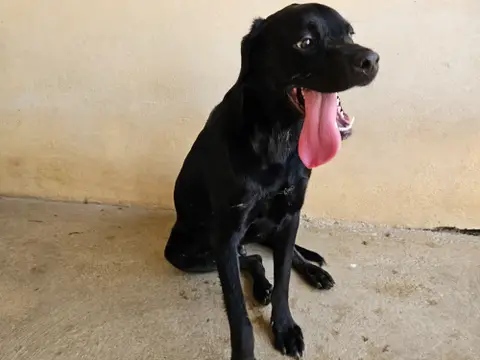 Bagheera photo 3