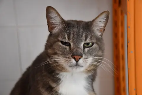 Tigrou photo 2