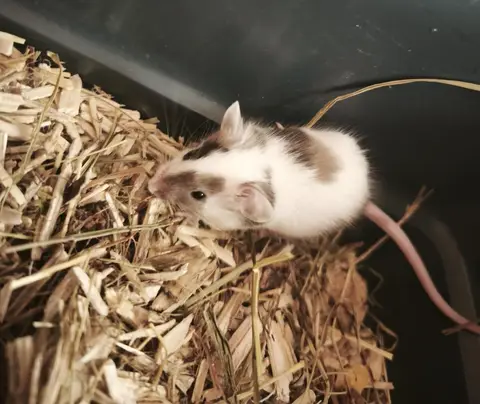 Caramel