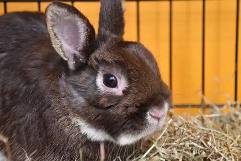 Loulou(en cours d adoption)