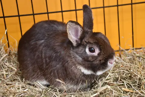 Loulou(en cours d adoption) photo 2