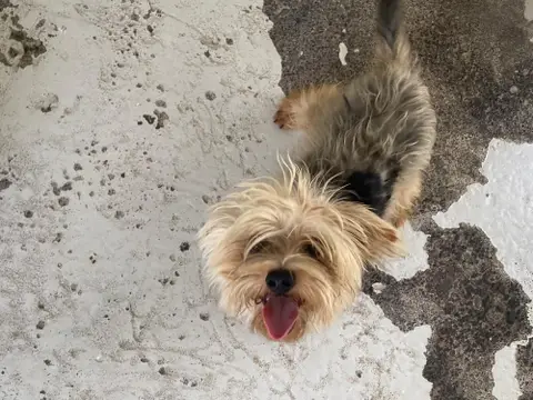 LEO