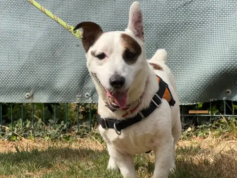 Adopter CRAPOUILLE