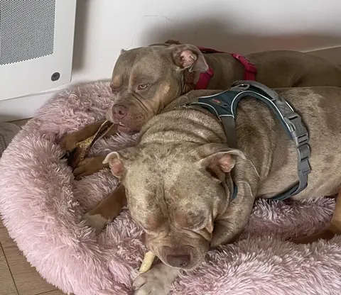 BLYSSE - ADOPTION DUO avec BULMA