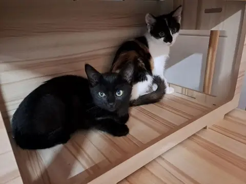NAO