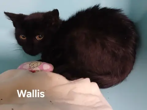 Wallis