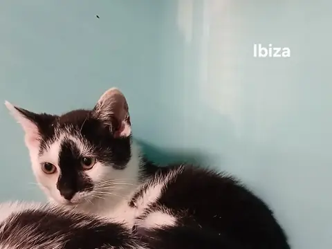 Ibiza