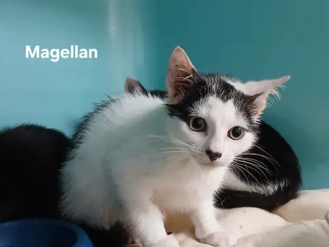Magellan