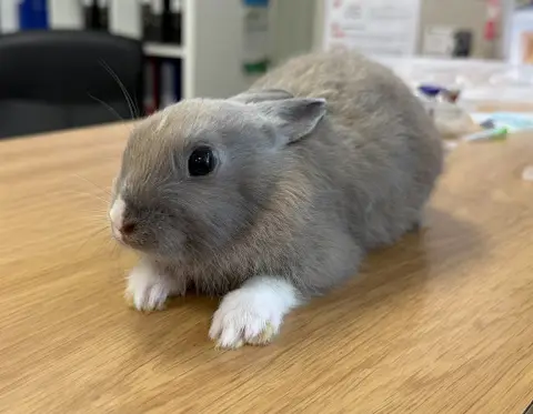 KUMO