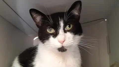 Zaïko (réservé)