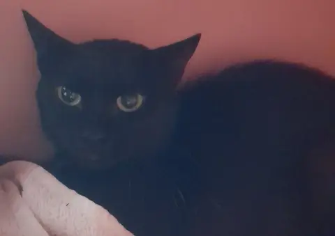 ALI