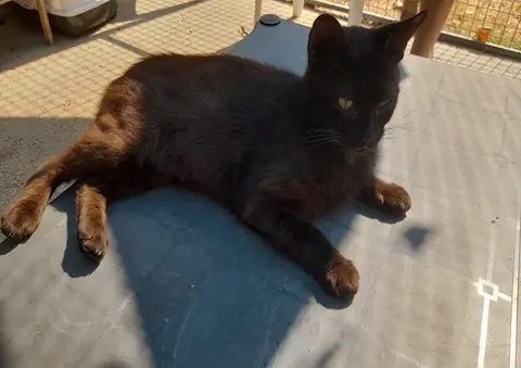 KURO