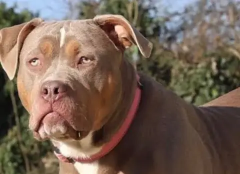 BULMA - ADOPTION DUO avec BLYSSE