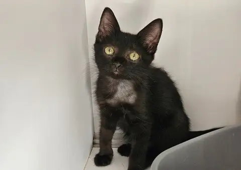 MASALA