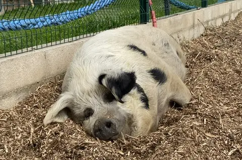 ARTHURA