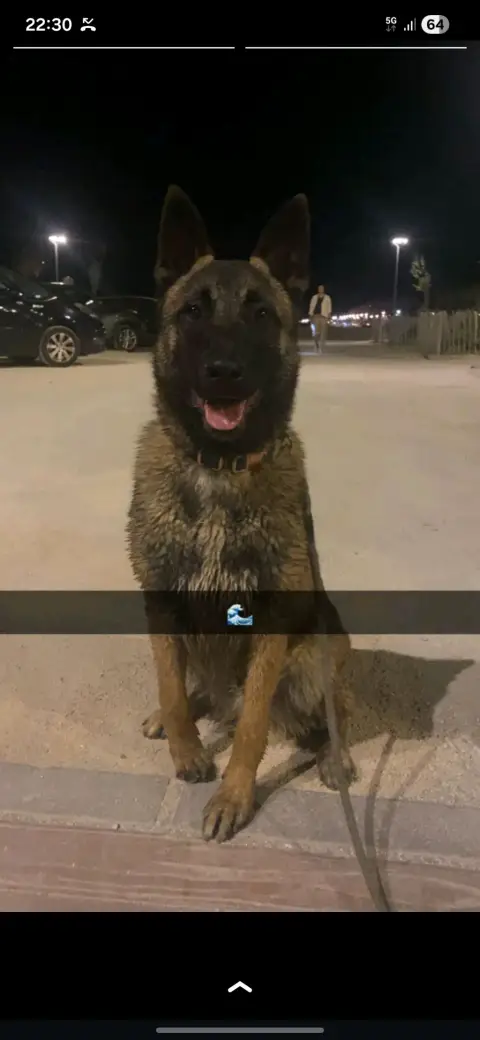 Berger belge malinois photo 2