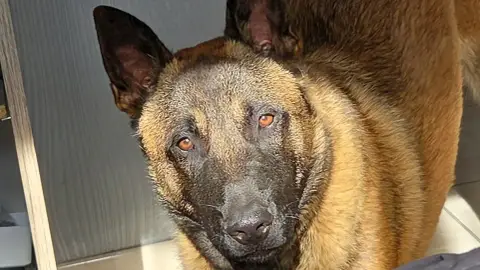 Berger belge malinois
