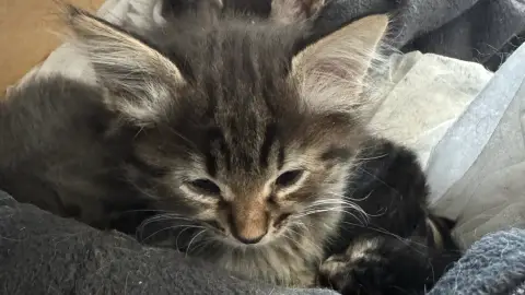 Chaton