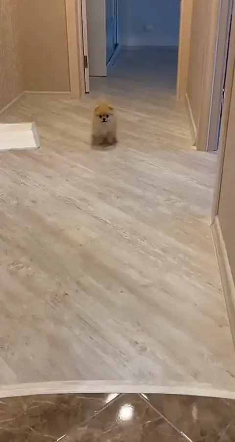 Don magnifique Spitz Nain de