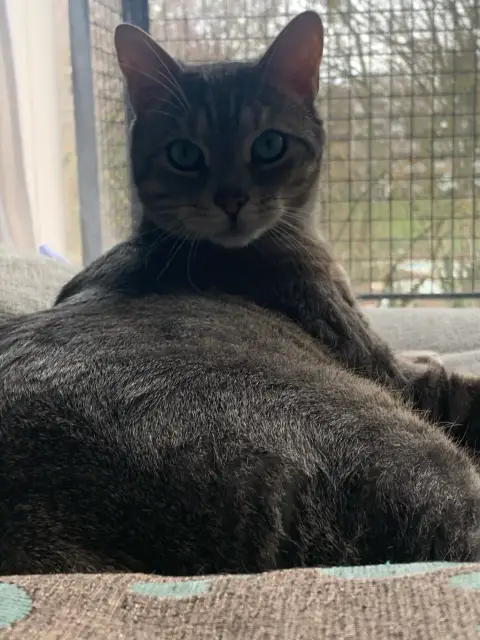 Adoption chat photo 3