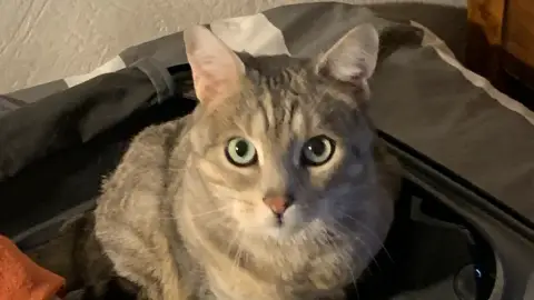 Adoption chat