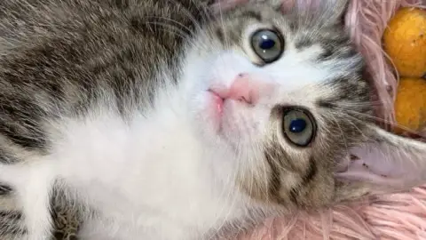 Chatons à l’adoption