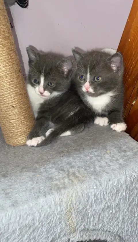 Chatons à l’adoption photo 2