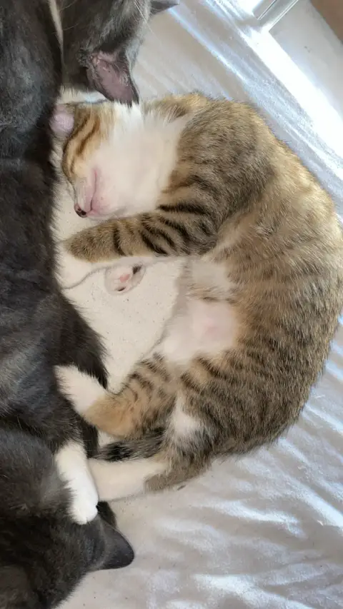Chatons urgent photo 2