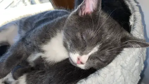 Chatons urgent