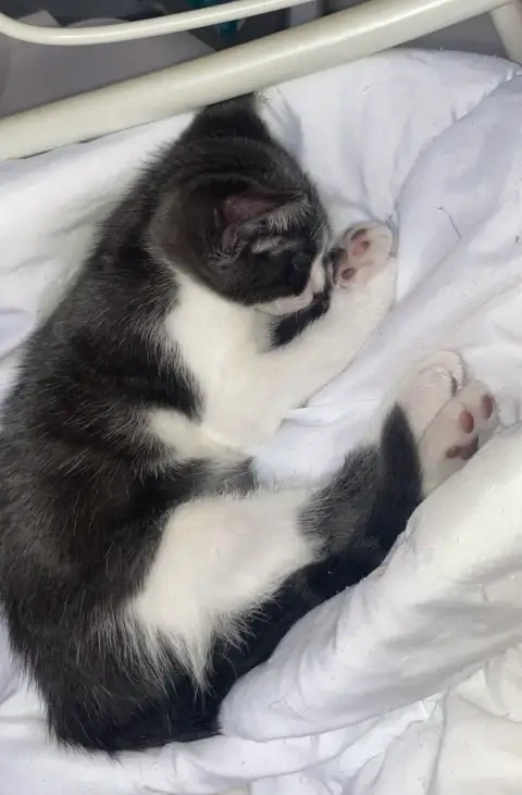 Chatons urgent photo 3