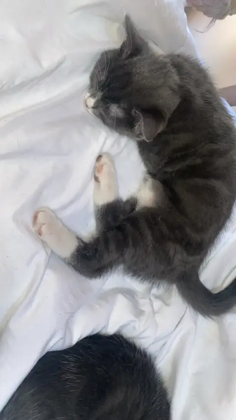 Chaton photo 2