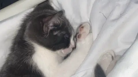 Chaton