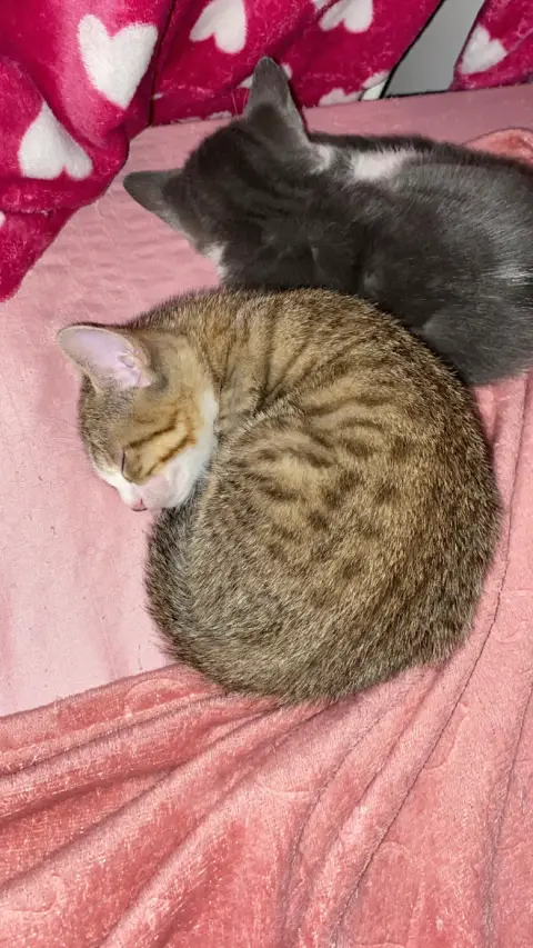 Chaton photo 3