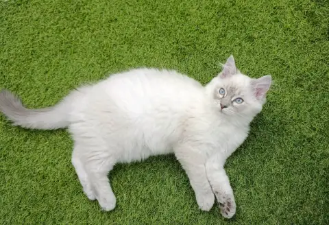 Chatons Ragdoll LOOF à réserver photo 2