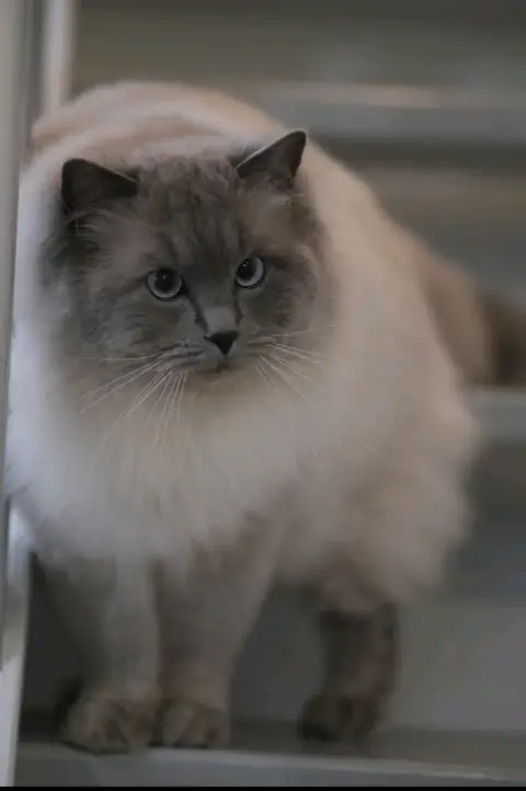 Chatons Ragdoll LOOF à réserver