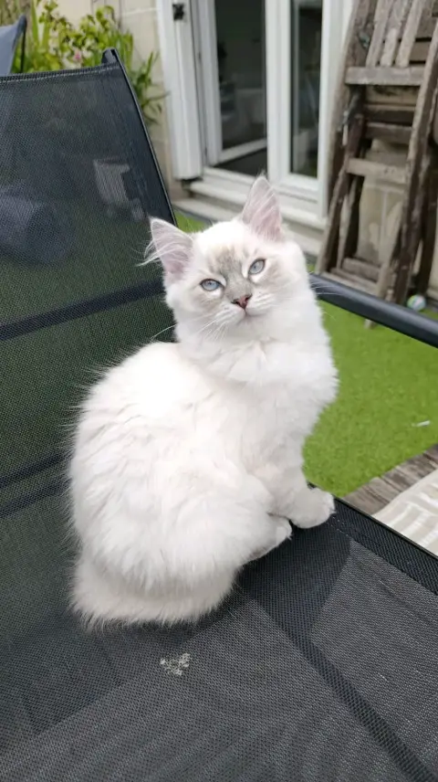 Chatons Ragdoll LOOF à réserver