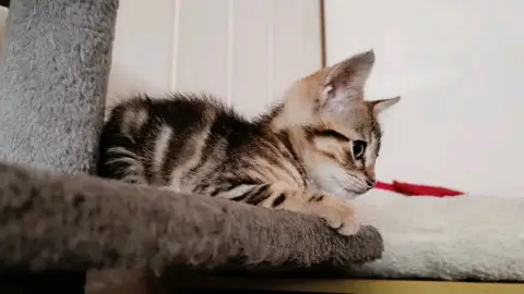 Bonbon