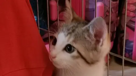 Bella
