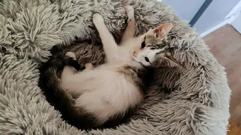 Bacardi