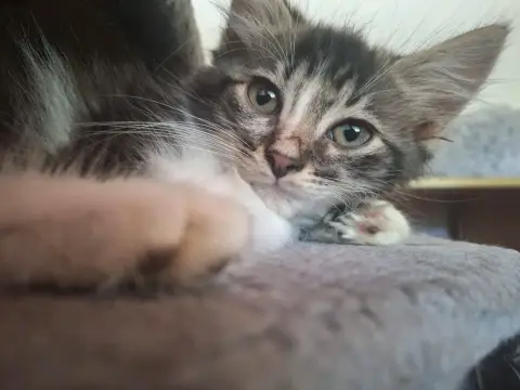 Brandy photo 2