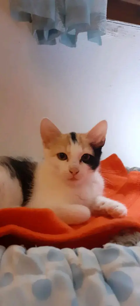 Baya photo 2
