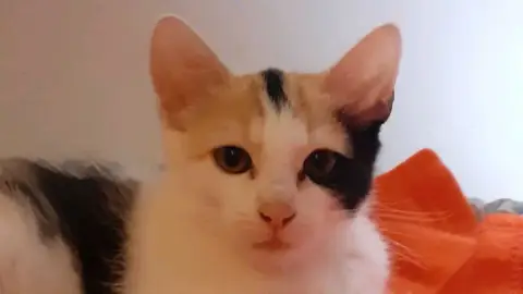 Baya