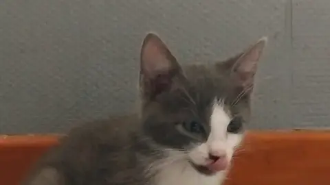 Bailaya
