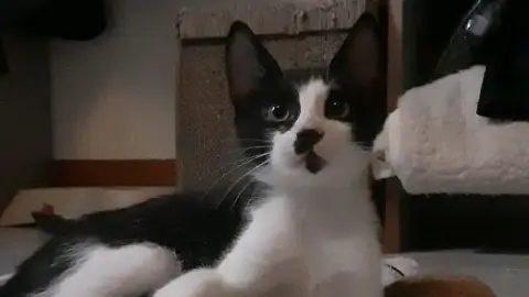 Budy