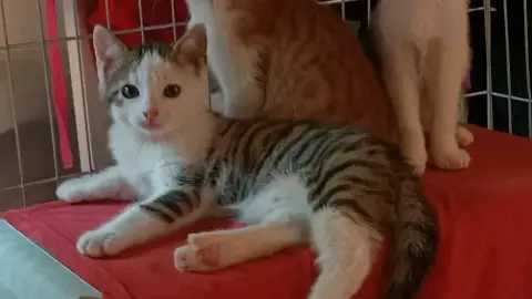 Brigand à adopter