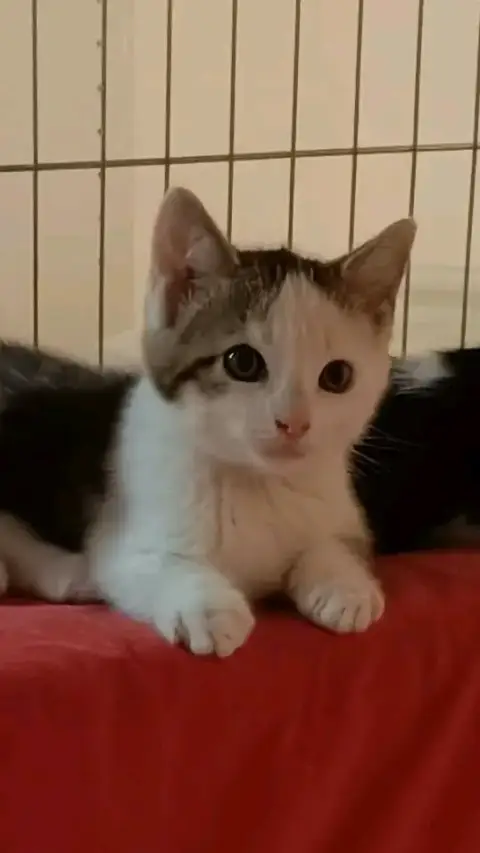 Brigand à adopter photo 2